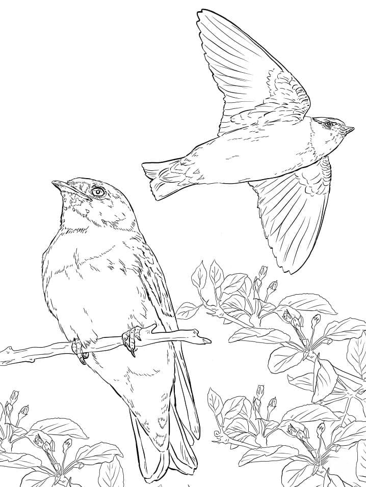 Free printable Swallow coloring page #210285 from Animals collection