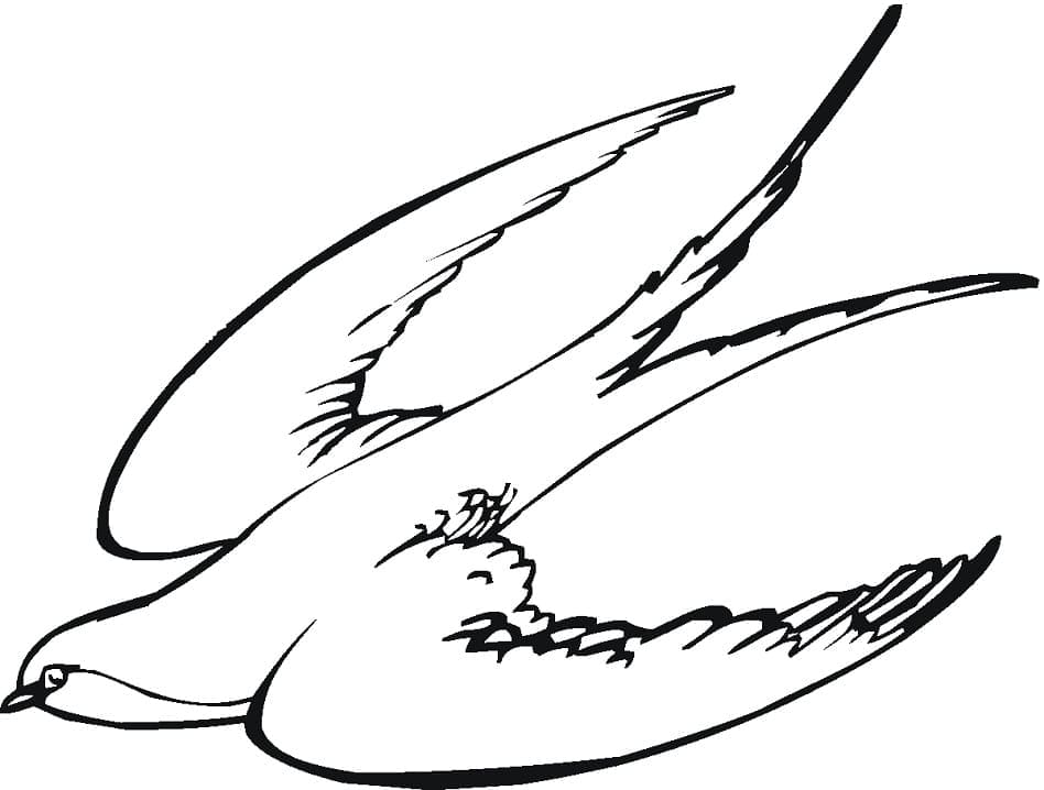 Free printable Swallow coloring page #210286 from Animals collection