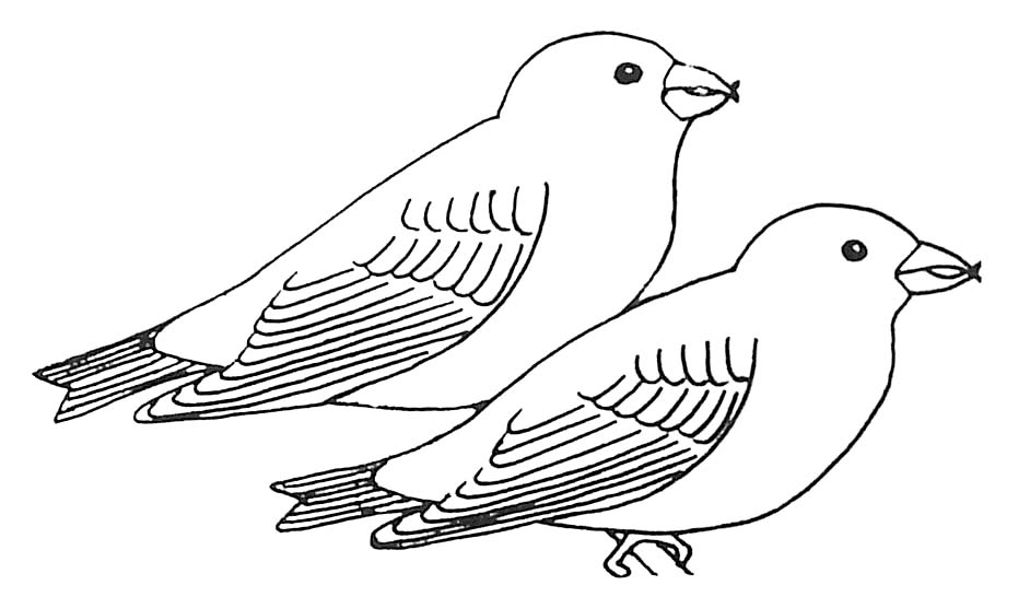 Coloring page: Swallow (Animals) #8827 - Free Printable Coloring Pages