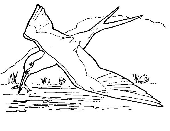 Coloring page: Swallow (Animals) #8838 - Free Printable Coloring Pages
