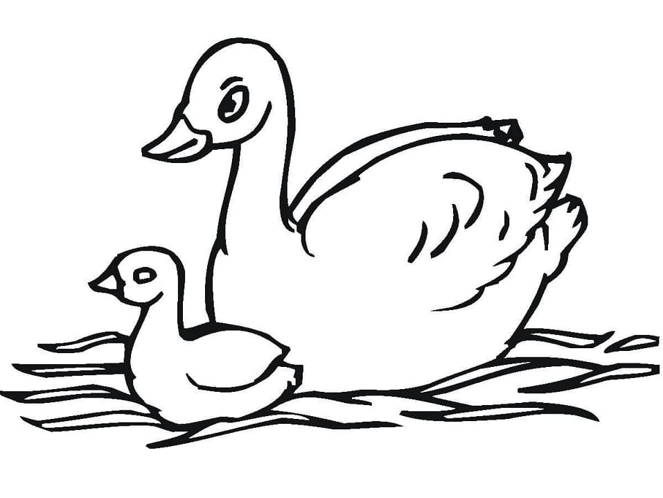 Free printable Swan coloring page #185218 from Animals collection