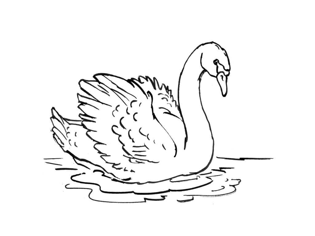 Coloring page: Swan (Animals) #4992 - Free Printable Coloring Pages