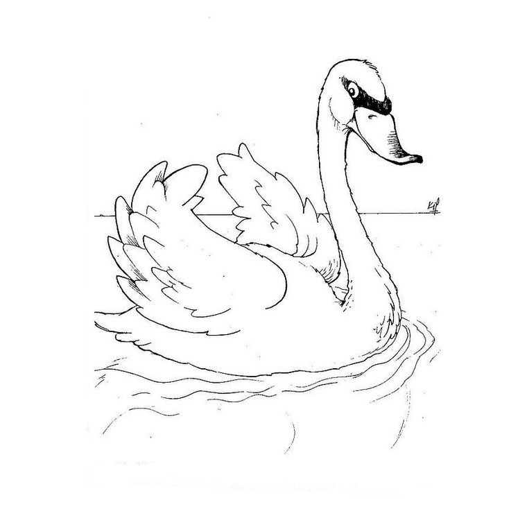 Coloring page: Swan (Animals) #5000 - Free Printable Coloring Pages