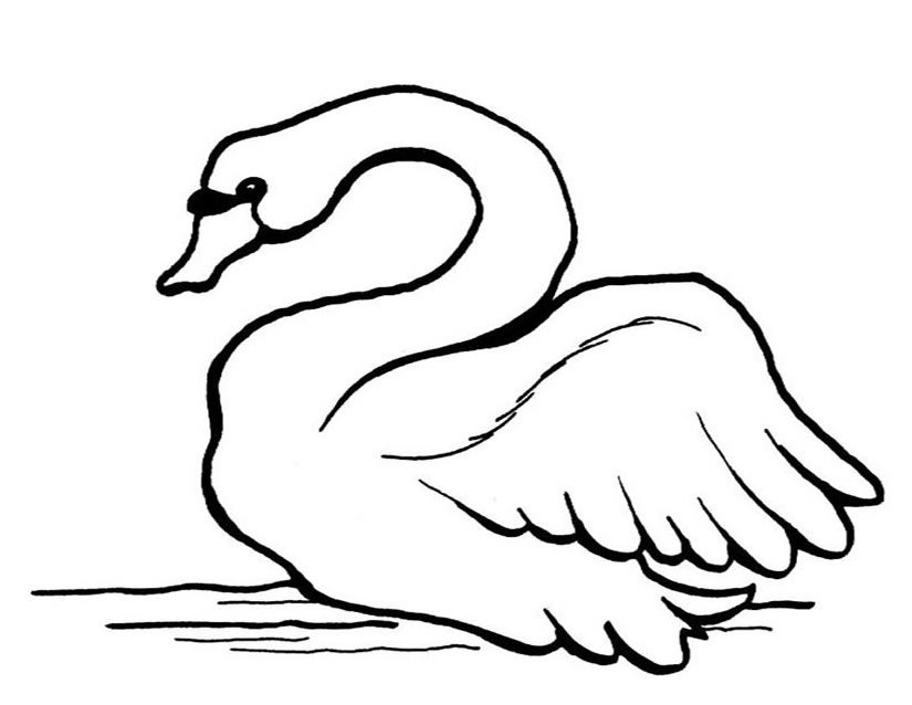 Coloring page: Swan (Animals) #5002 - Free Printable Coloring Pages