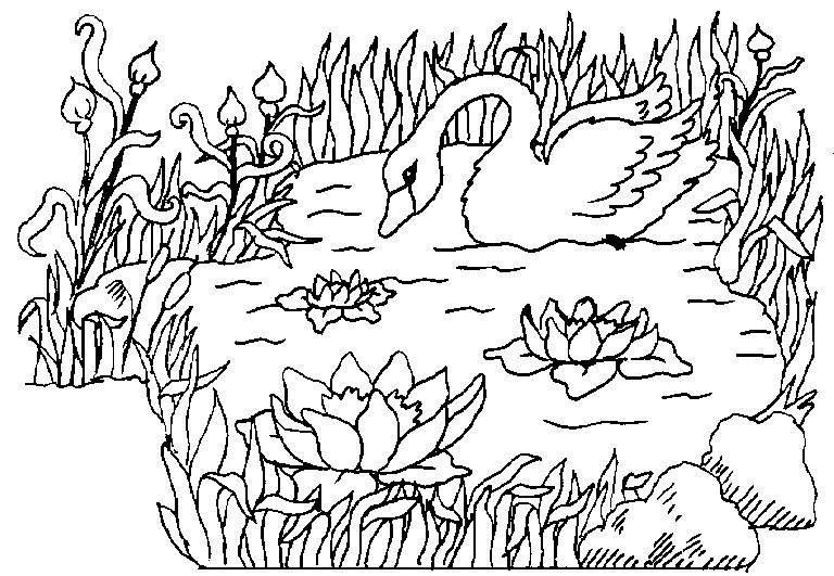 Coloring page: Swan (Animals) #5019 - Free Printable Coloring Pages