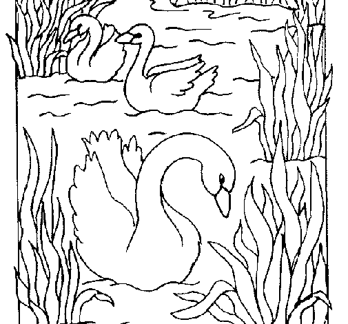 Coloring page: Swan (Animals) #5037 - Free Printable Coloring Pages