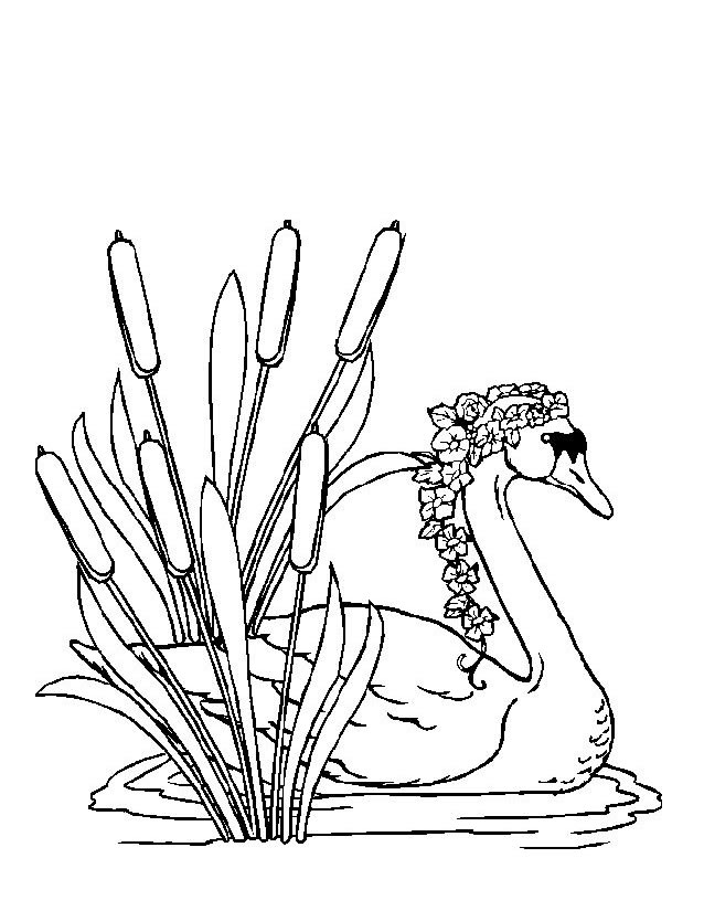 Coloring page: Swan (Animals) #5038 - Free Printable Coloring Pages