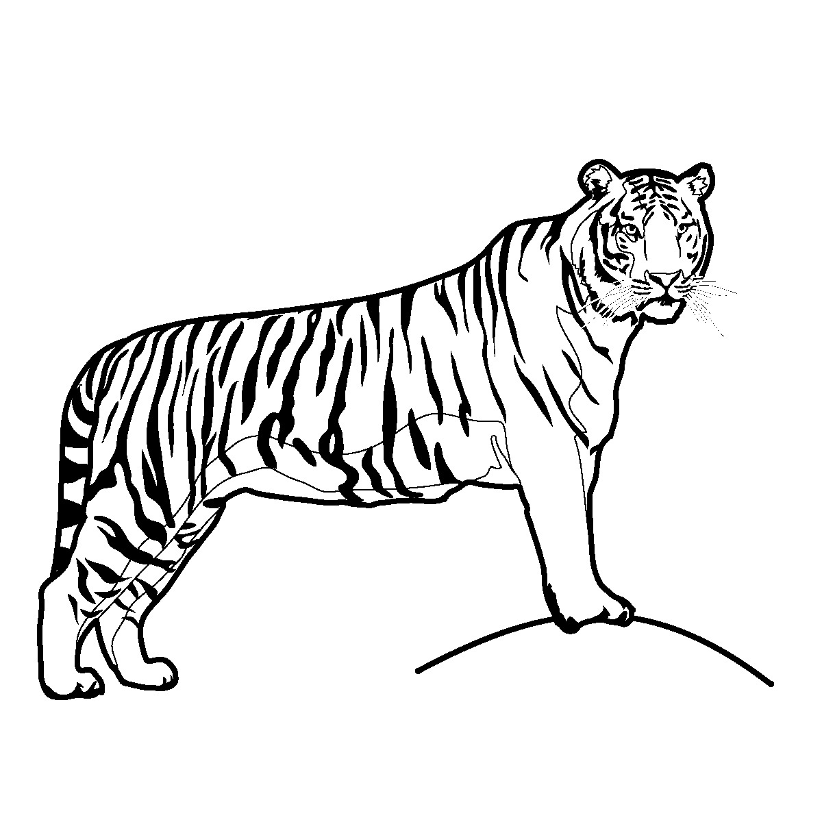 Coloring page: Tiger (Animals) #13587 - Free Printable Coloring Pages