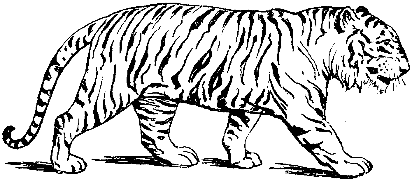 Drawing Tiger #13588 (Animals) – Printable coloring pages