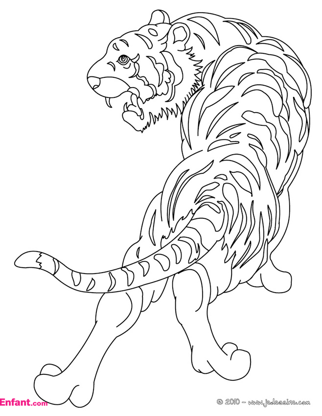 Coloring page: Tiger (Animals) #13600 - Free Printable Coloring Pages