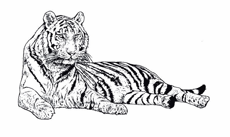 Coloring page: Tiger (Animals) #13607 - Free Printable Coloring Pages