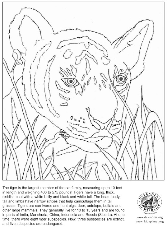 Coloring page: Tiger (Animals) #13627 - Free Printable Coloring Pages