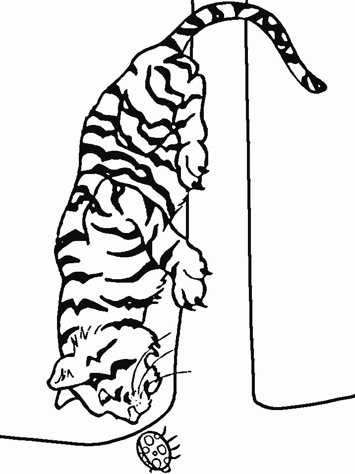 Coloring page: Tiger (Animals) #13651 - Free Printable Coloring Pages