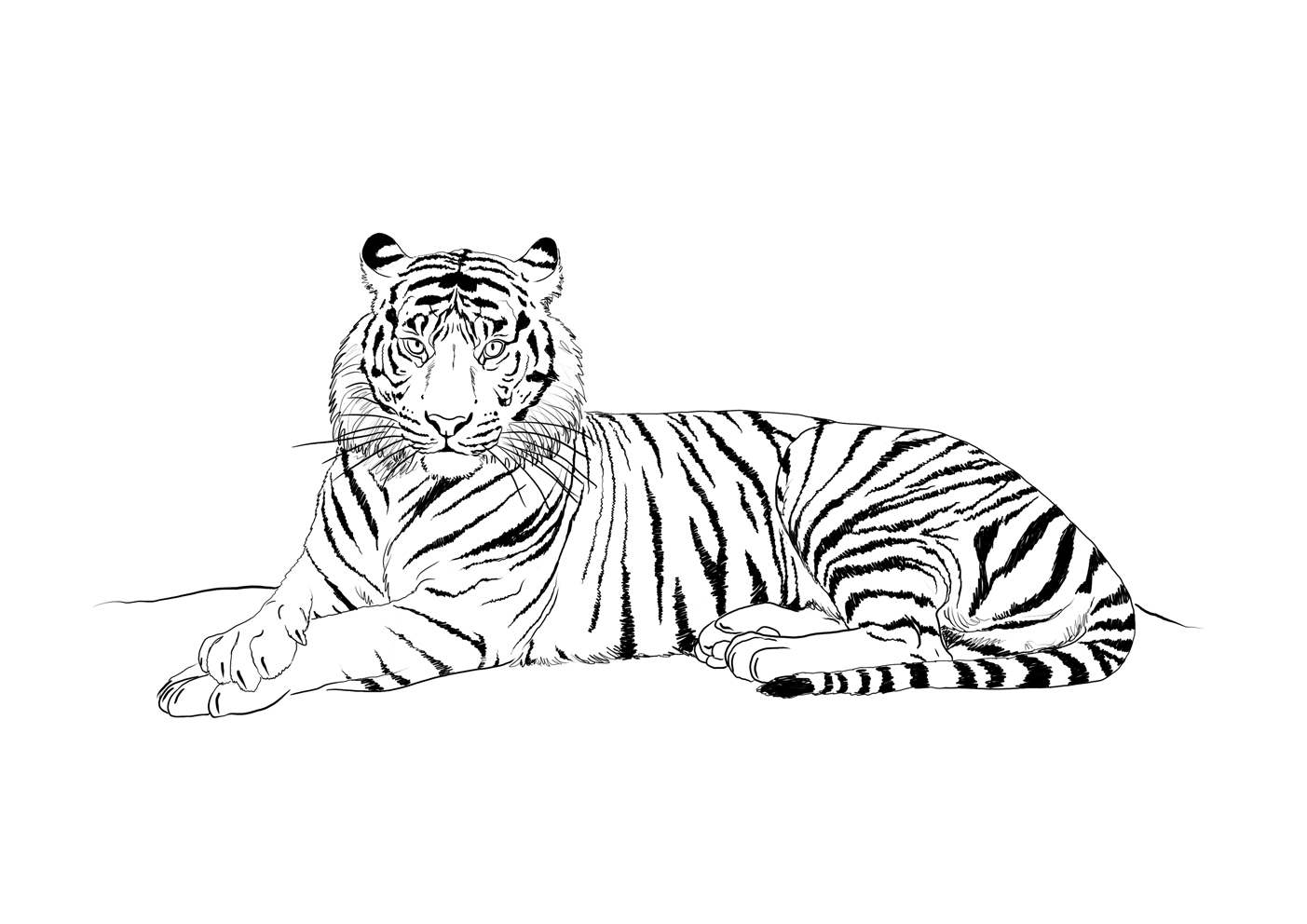 Coloring page: Tiger (Animals) #13676 - Free Printable Coloring Pages