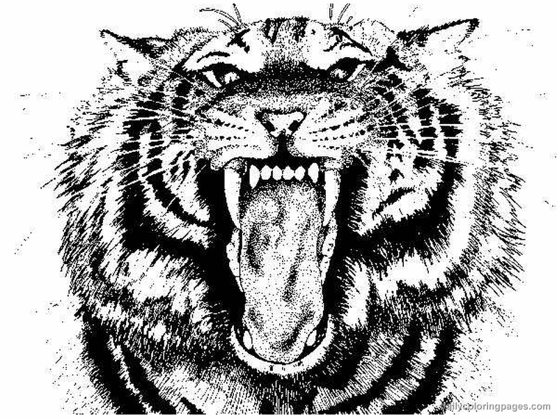 drawing tiger 13679 animals printable coloring pages