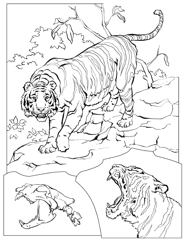 Coloring page: Tiger (Animals) #13683 - Free Printable Coloring Pages