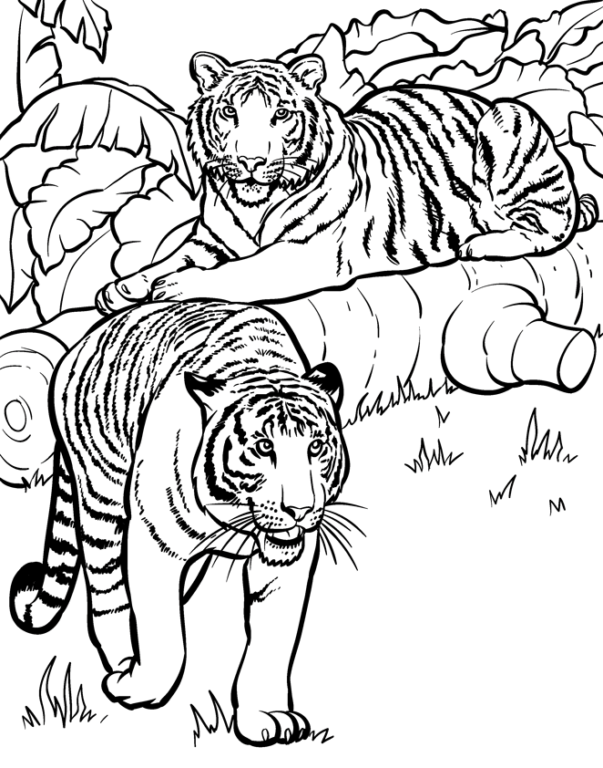 Coloring page: Tiger (Animals) #13726 - Free Printable Coloring Pages