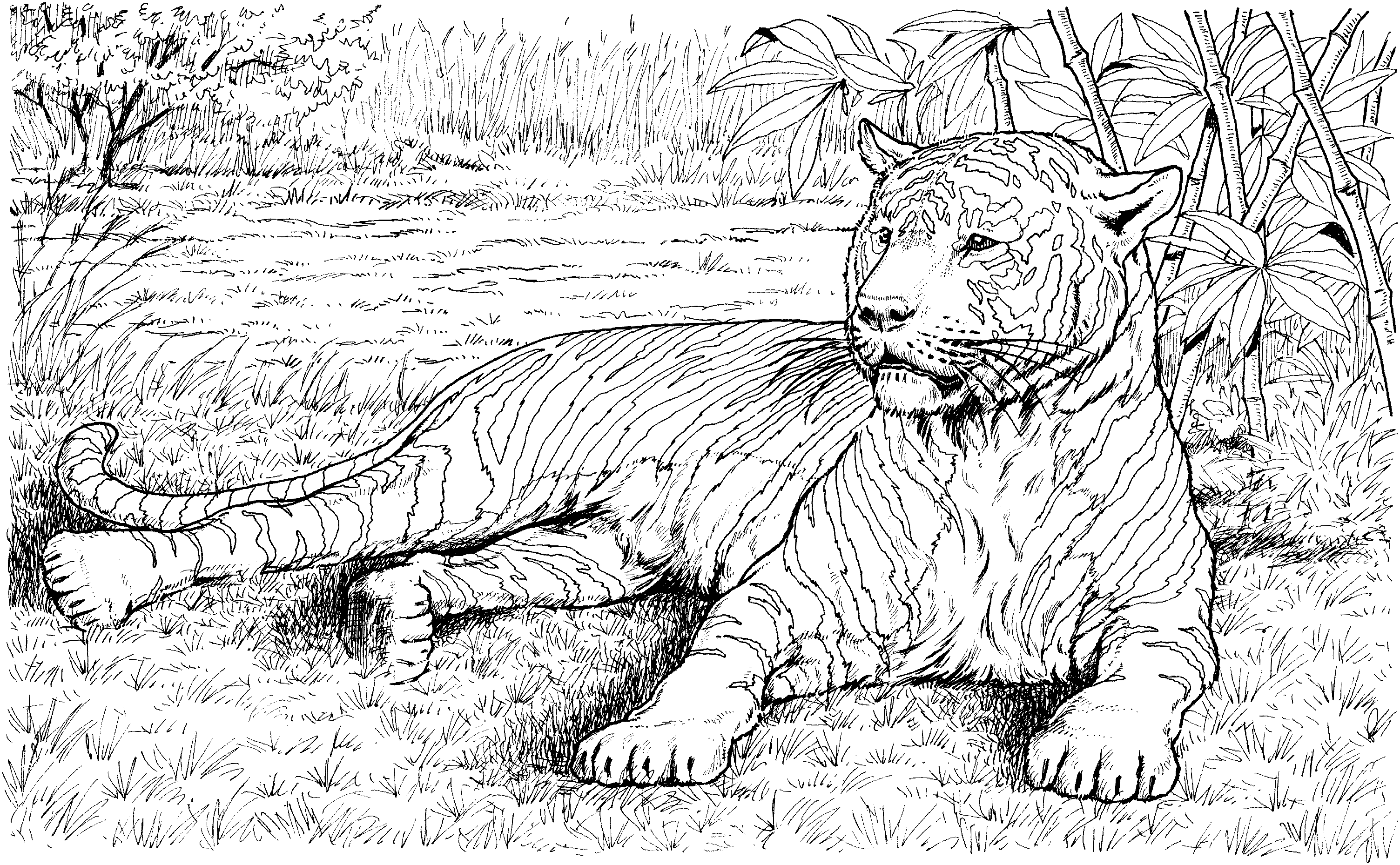 Coloring page: Tiger (Animals) #13742 - Free Printable Coloring Pages
