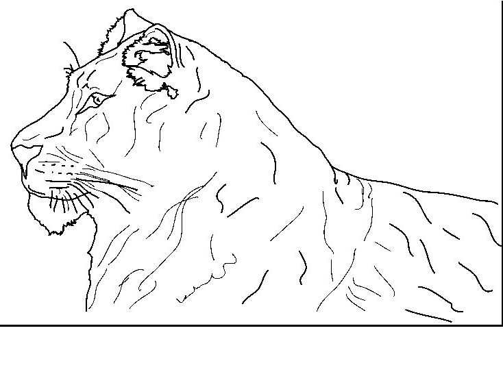 Coloring page: Tiger (Animals) #13758 - Free Printable Coloring Pages