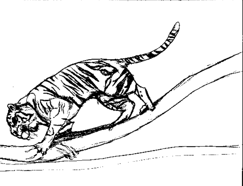 Coloring page: Tiger (Animals) #13760 - Free Printable Coloring Pages