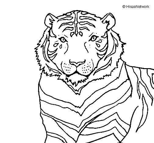 Coloring page: Tiger (Animals) #13772 - Free Printable Coloring Pages