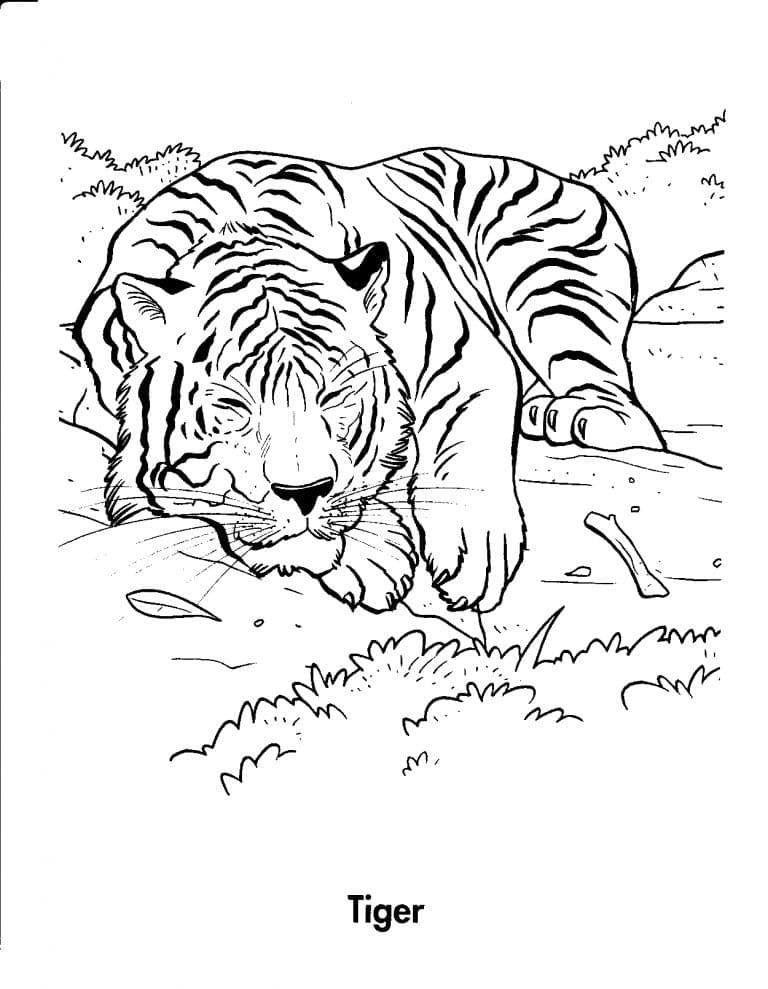 Free printable Tiger coloring page #174939 from Animals collection