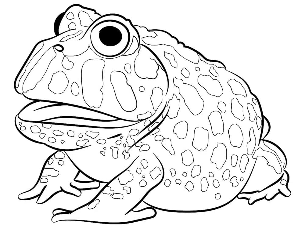Free printable Toad coloring page #218473 from Animals collection