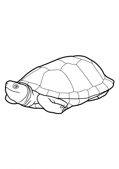 Coloring page: Tortoise (Animals) #13405 - Free Printable Coloring Pages