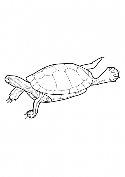 Coloring page: Tortoise (Animals) #13417 - Free Printable Coloring Pages