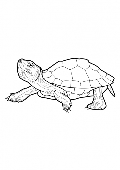 Coloring page: Tortoise (Animals) #13420 - Free Printable Coloring Pages