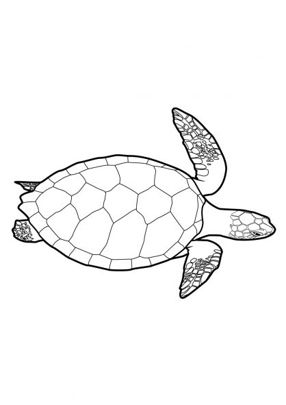 Coloring page: Tortoise (Animals) #13421 - Free Printable Coloring Pages
