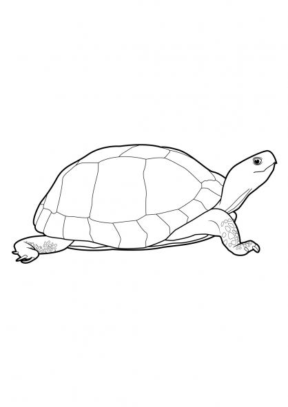 Coloring page: Tortoise (Animals) #13435 - Free Printable Coloring Pages