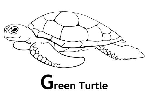 Coloring page: Tortoise (Animals) #13447 - Free Printable Coloring Pages