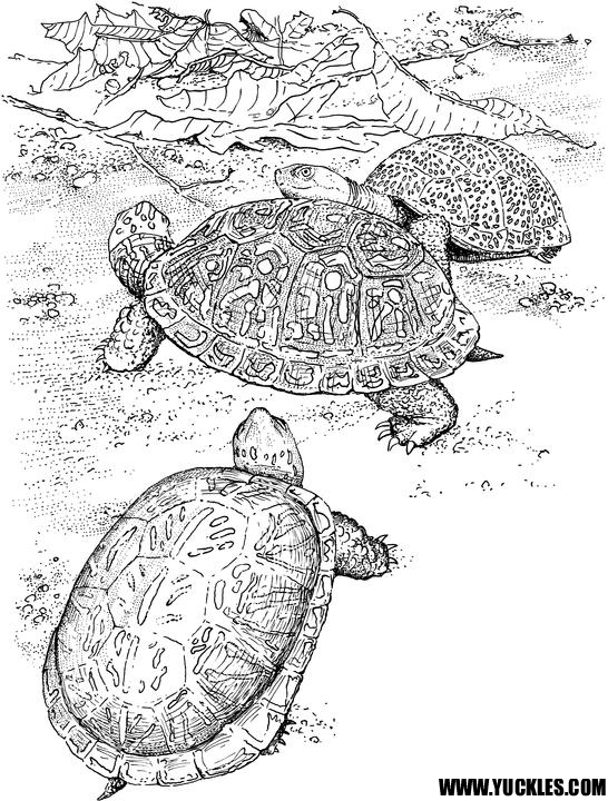 Coloring page: Tortoise (Animals) #13470 - Free Printable Coloring Pages