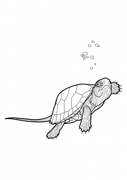 Coloring page: Tortoise (Animals) #13483 - Free Printable Coloring Pages