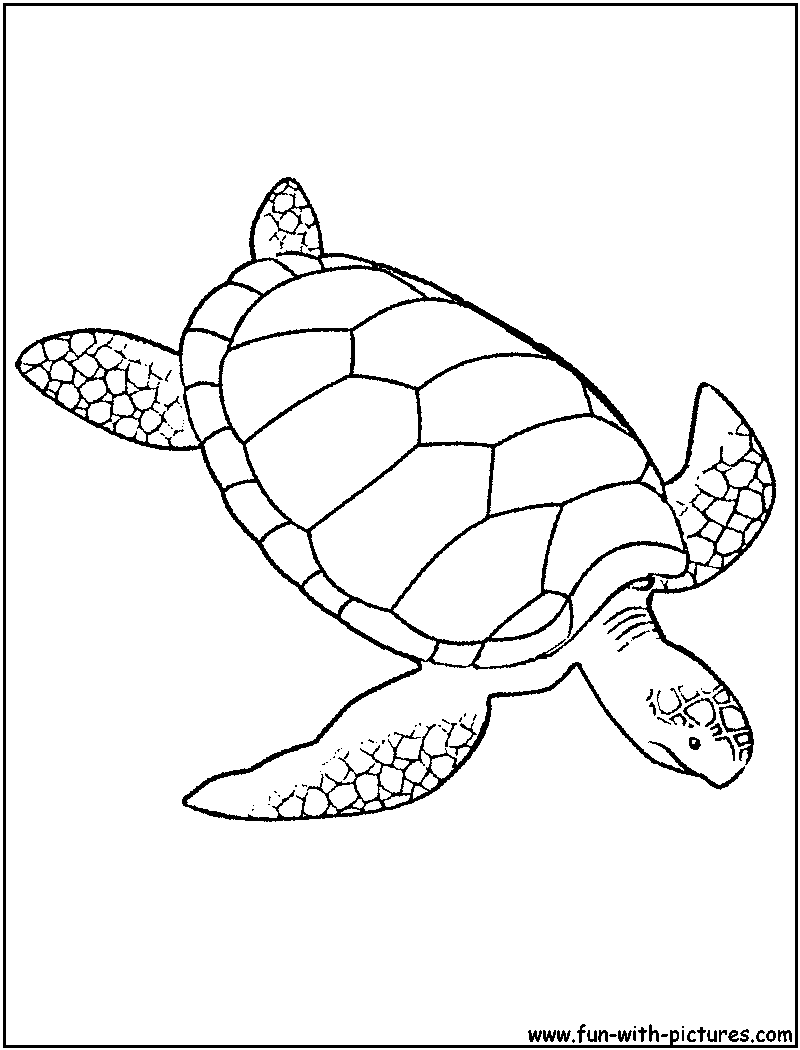 Coloring page: Tortoise (Animals) #13485 - Free Printable Coloring Pages