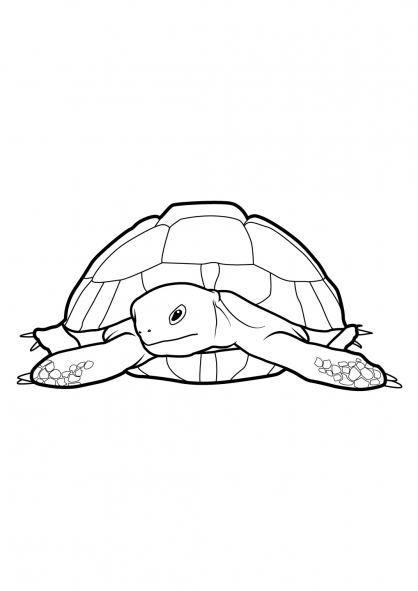 Coloring page: Tortoise (Animals) #13507 - Free Printable Coloring Pages