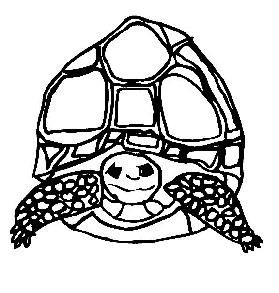 Coloring page: Tortoise (Animals) #13510 - Free Printable Coloring Pages