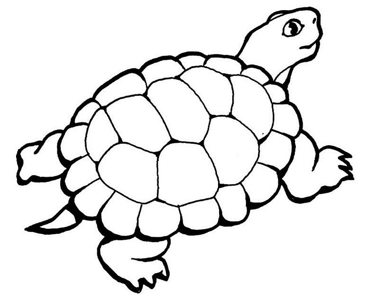 Coloring page: Tortoise (Animals) #13514 - Free Printable Coloring Pages
