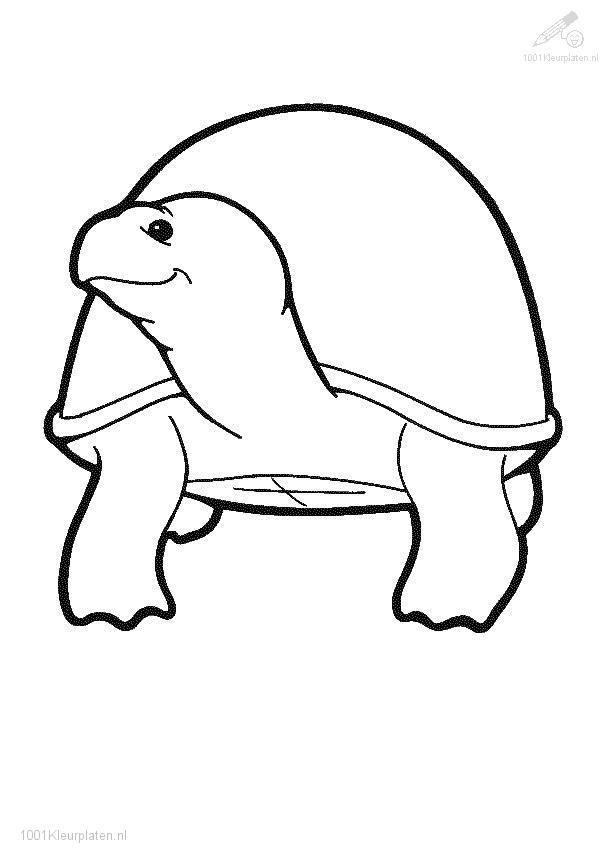 Coloring page: Tortoise (Animals) #13526 - Free Printable Coloring Pages
