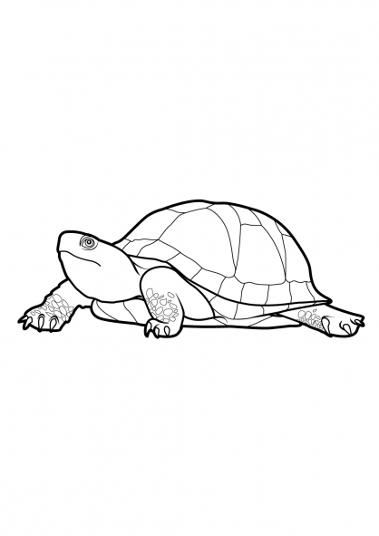 Coloring page: Tortoise (Animals) #13545 - Free Printable Coloring Pages