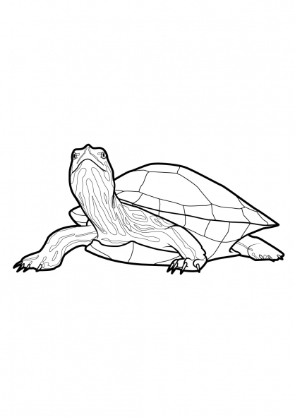 Coloring page: Tortoise (Animals) #13550 - Free Printable Coloring Pages