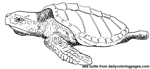 Coloring page: Tortoise (Animals) #13583 - Free Printable Coloring Pages
