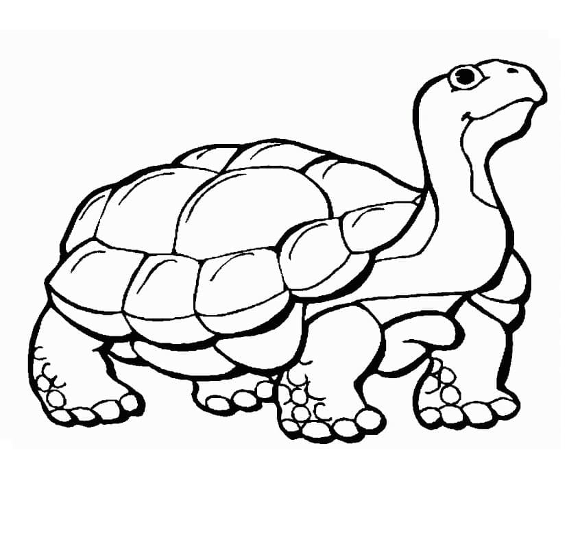 Free printable Tortoise coloring page #180118 from Animals collection
