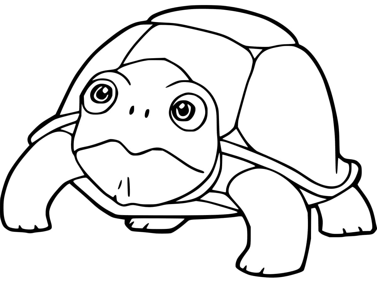 Free printable Tortoise coloring page #217148 from Animals collection