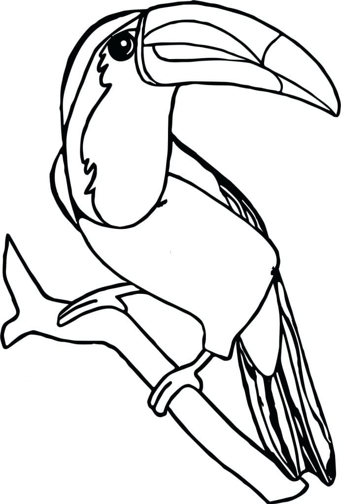 Free printable Toucan coloring page #197548 from Animals collection Free printable Toucan coloring page #197548 from Animals collection