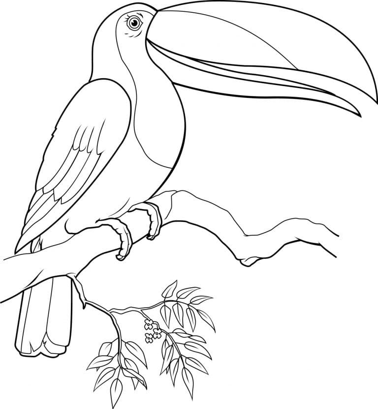 Free printable Toucan coloring page #197554 from Animals collection Free printable Toucan coloring page #197554 from Animals collection