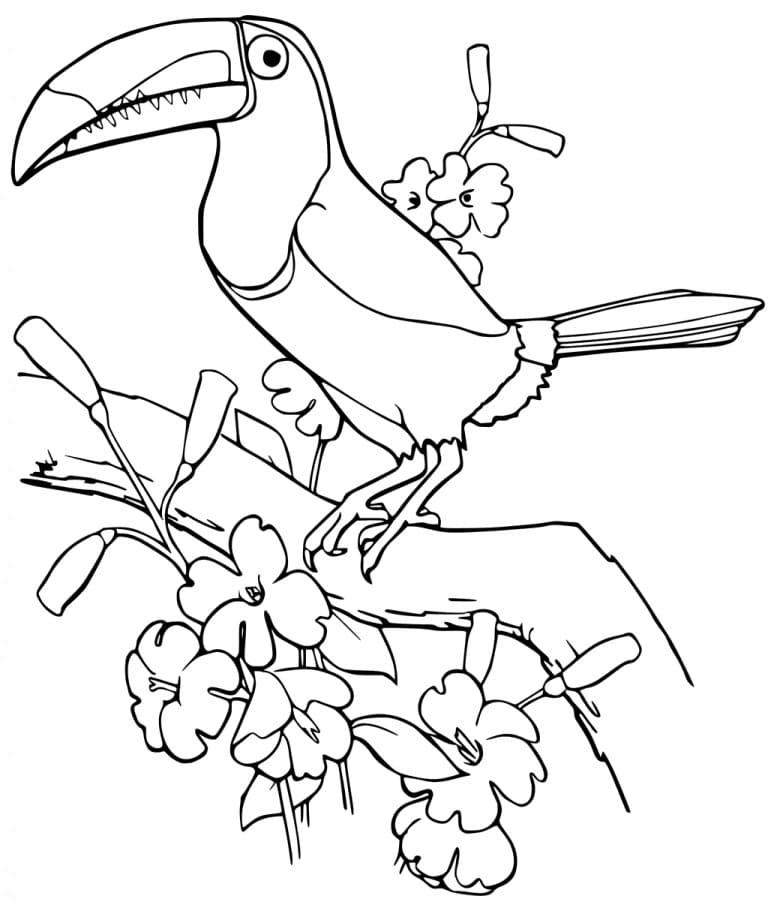 Free printable Toucan coloring page #197572 from Animals collection Free printable Toucan coloring page #197572 from Animals collection