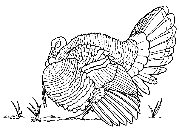 Coloring page: Turkey (Animals) #5303 - Free Printable Coloring Pages