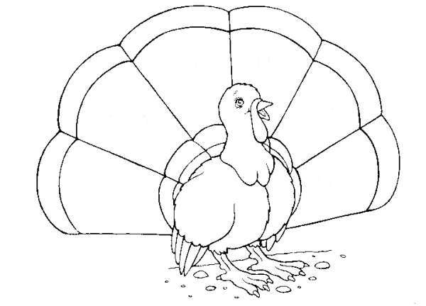 Coloring page: Turkey (Animals) #5351 - Free Printable Coloring Pages